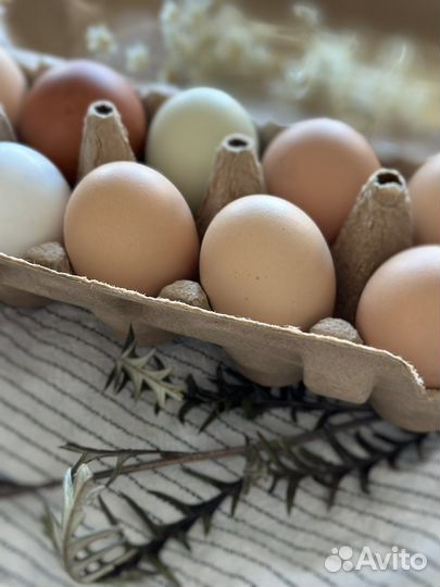 Домашние куриные яйца
