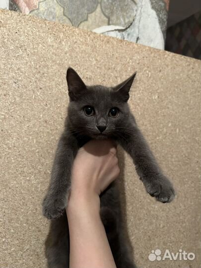 Котенок девочка в добрые руки