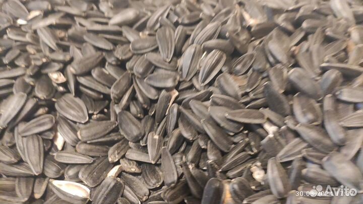 Семечки подсолнечника для птиц