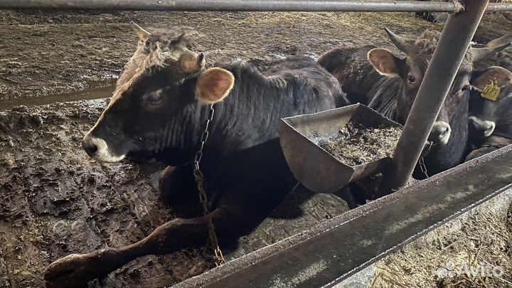 Коровы на мясо