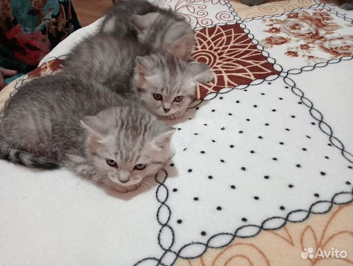 Шотландские котята