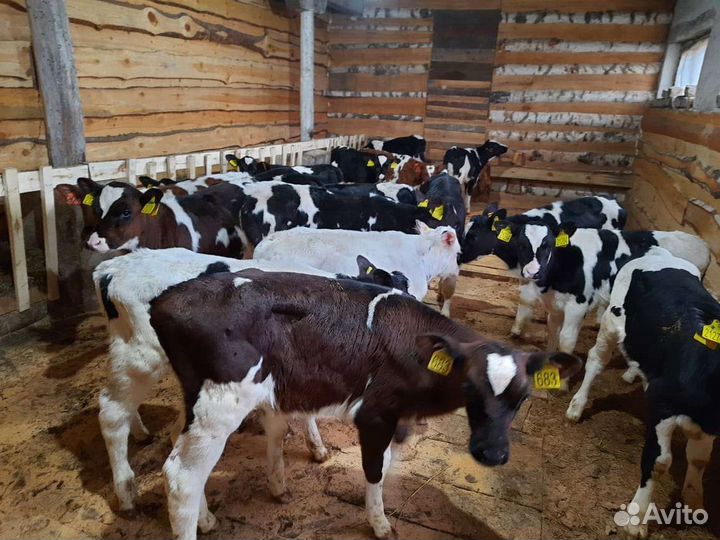 Бычки и телята