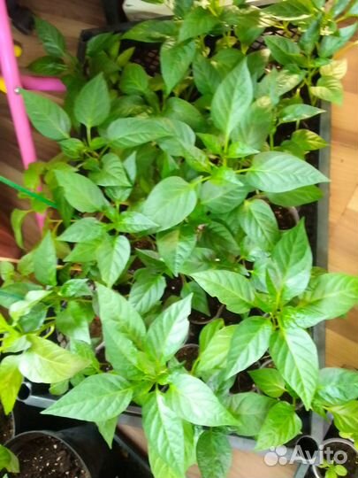 Перец острый