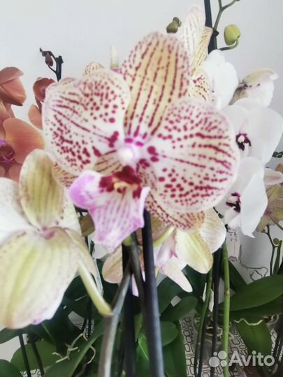Орхидея биглип фисташковый