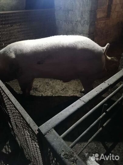 Продаю хряка
