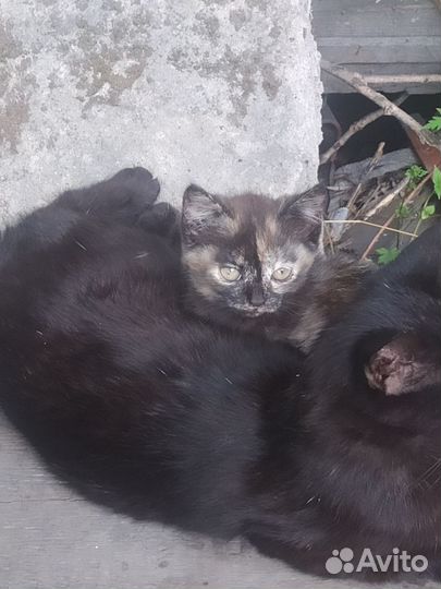 Отдам котят