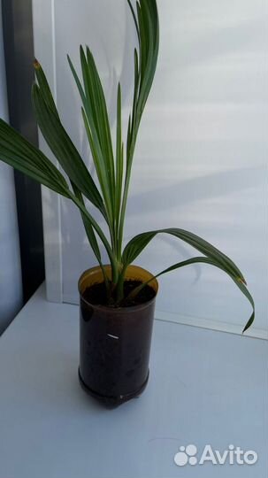 Финиковая пальма