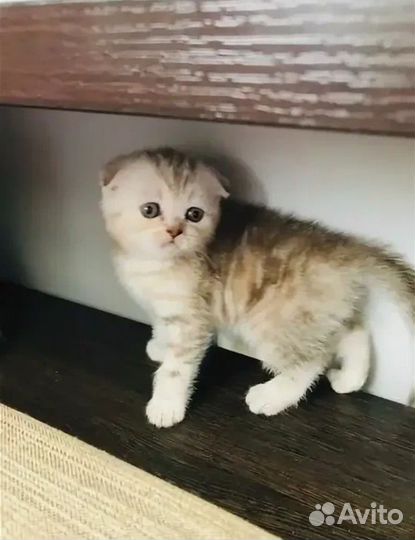 Шотландская вислоухая девочка