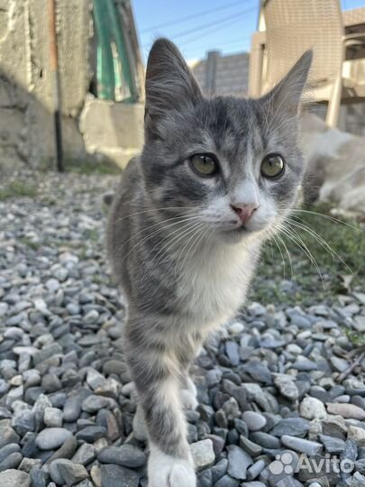 Отдам котика(мальчик) в добрые руки