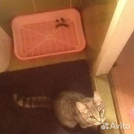 Лоток для котов/кошек