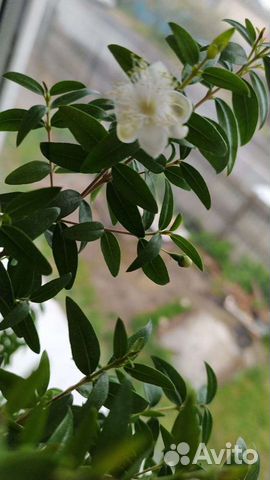 Мирт черенки гранат нано