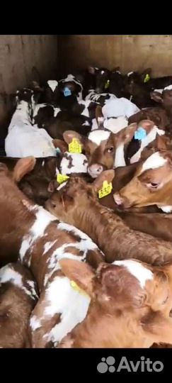 Бычки и телята