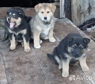 Щенки в добрые руки