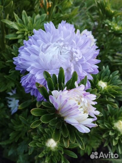 Хризантеллы