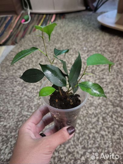 Фикус бенджамина