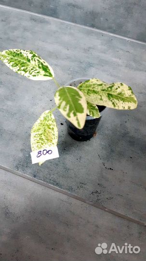 Фикус рубигиноза