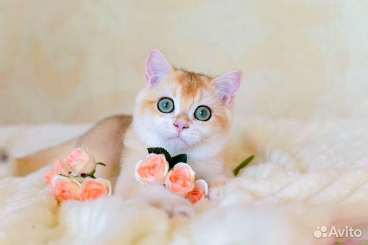 Британский мальчик