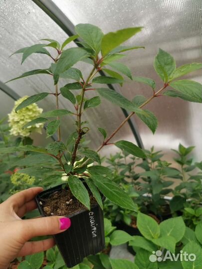 Гортензия метельчатая