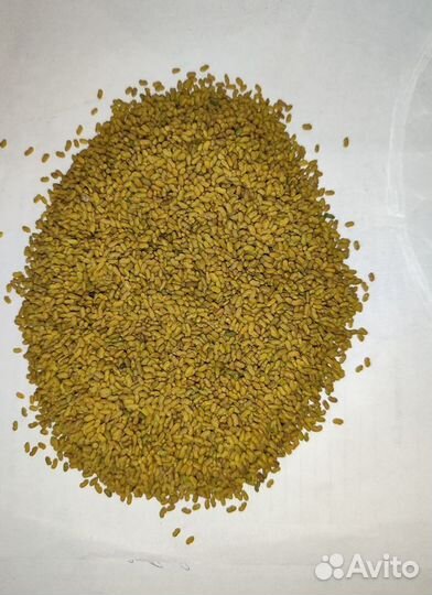 Семена козлятника