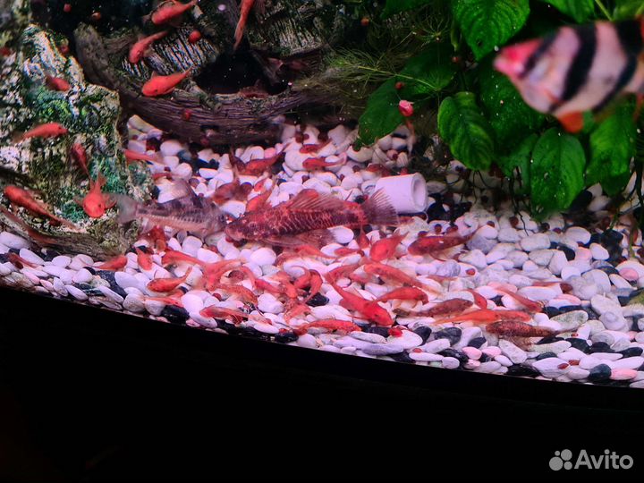 Сомики анцитрусы Super red, тигровые