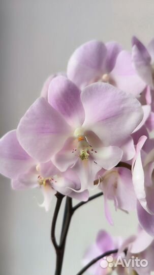 Орхидеи фаленопсис биг липы цветущие