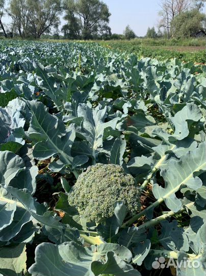 Капуста брокколи