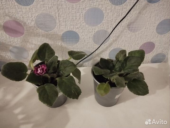 Сортовые фиалки