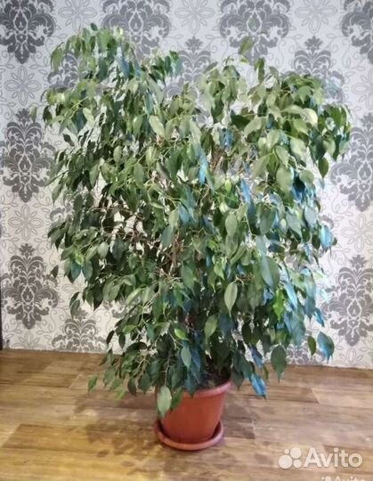 Фикус бенджамина