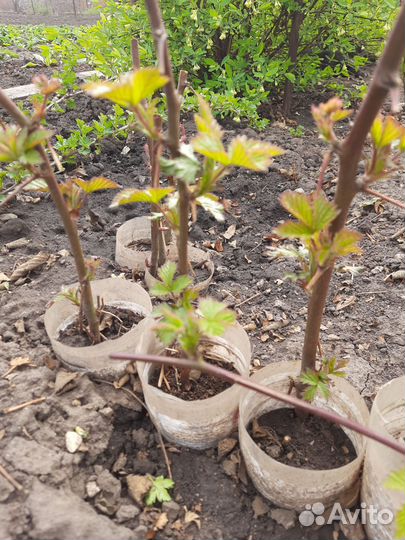 Саженцы ежевики без шипной