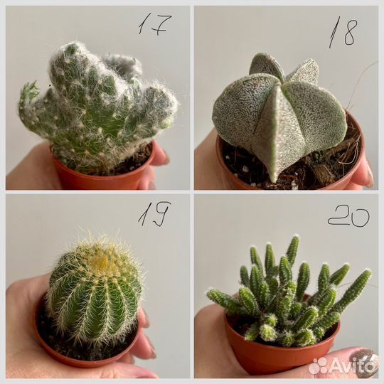 Кактусы и суккуленты