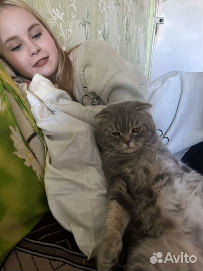 Шотландский кот на вязку