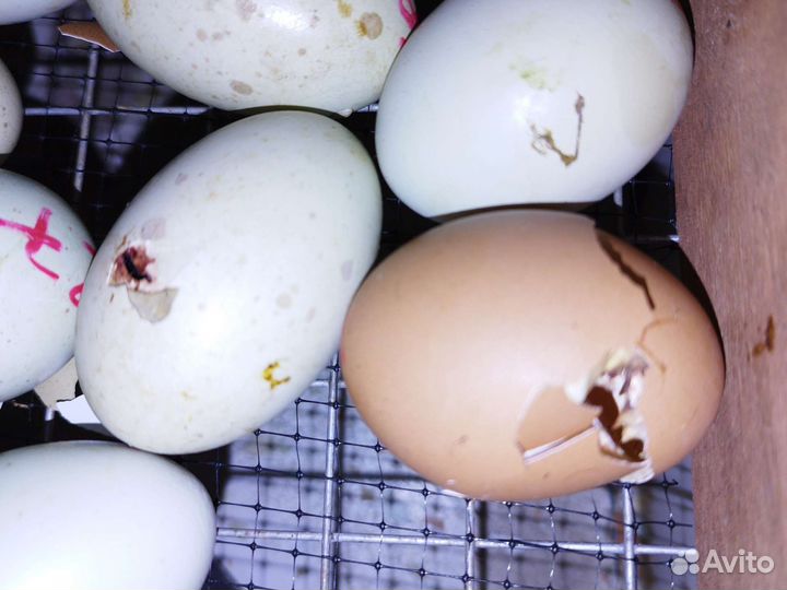 Цыплята ухейилюль и помесные, квочки с цыплятами