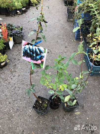 Саженцы жимолости канадской селекции