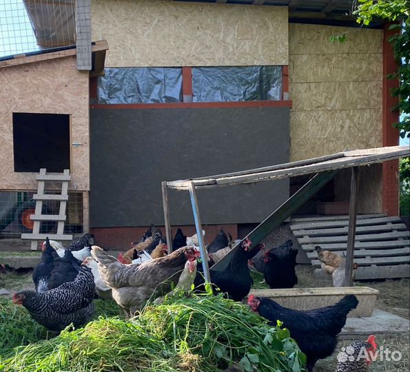 Куры молодки Легорн