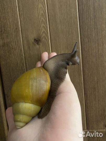 Ахатина маргината, пауки, тараканы