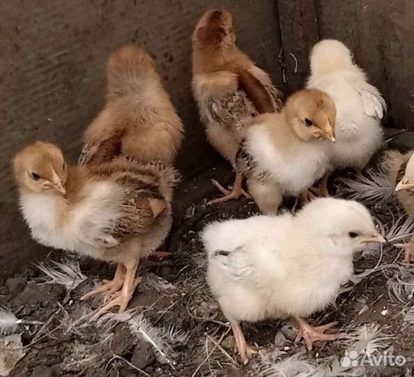 Цыплята домашние