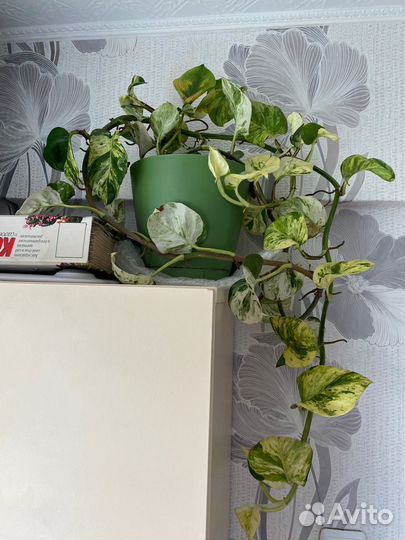 Цветы большие