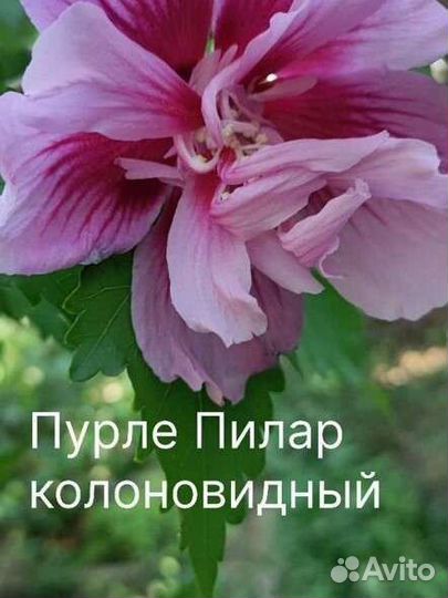 Гибискус сирийский черенки