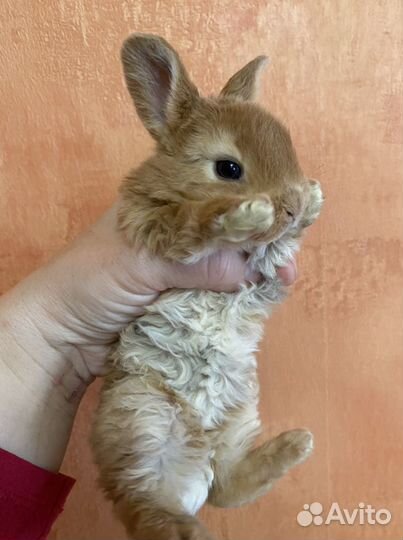 Кролик карликовый