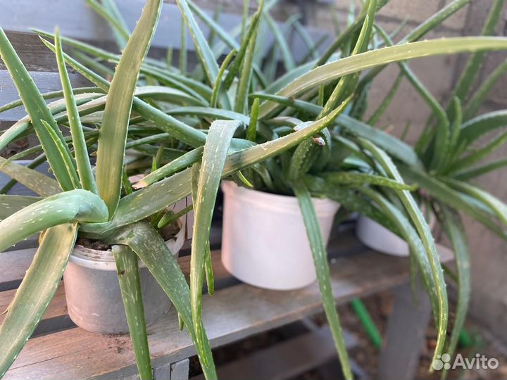 Алоэ вера лечебный