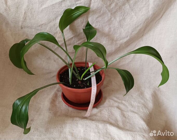 Комнатные растения