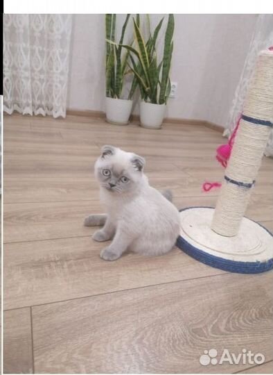 Шотландские котята