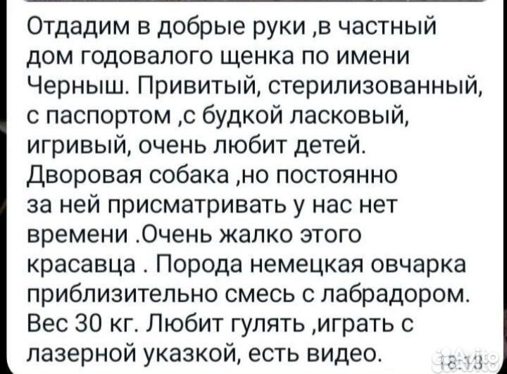Собака в добрые руки отдам бесплатно