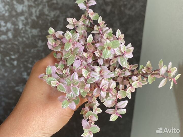 Коллизия пинк леди