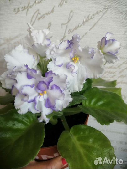 Фиалка Гигант, цветы 6см