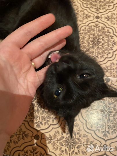 Котята
