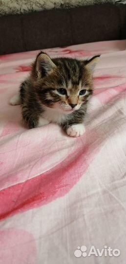 Отдам котят