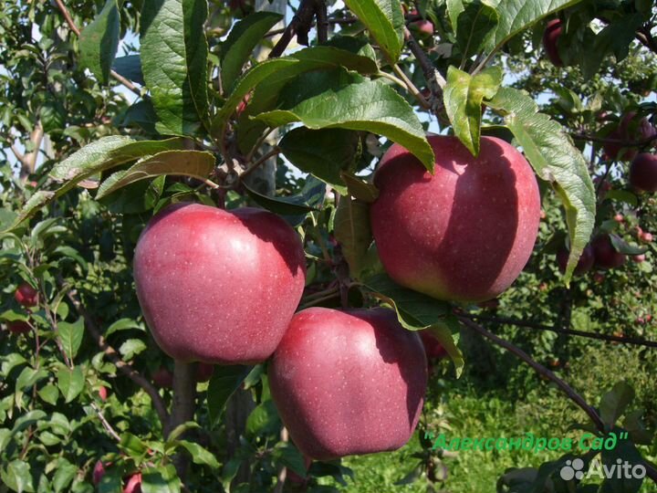 Сажены яблонь с закрытой корневой системой