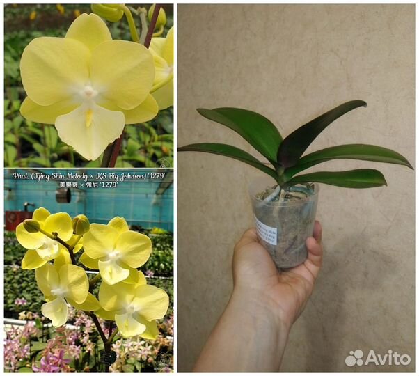 Орхидея фаленопсис биг лип Азия нецветущие