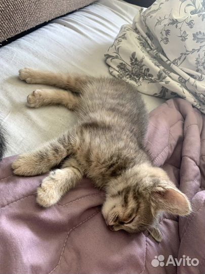 Котенок мальчик в добрые руки